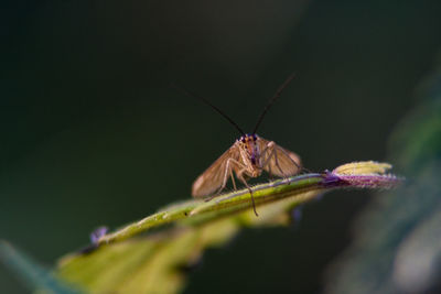 Close-up of butterfly on leaf