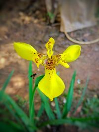 Close-up of yellow flower blooming outdoors