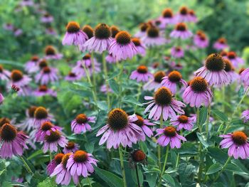 Close-up of purple flowering plants on field