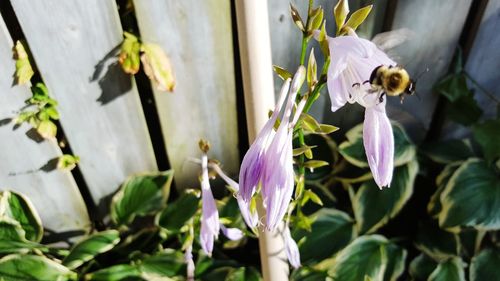 Close-up of bee on purple flowers