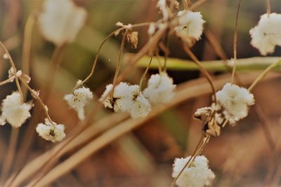 Close-up of flowers growing on plant