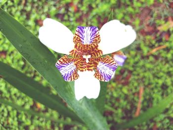 Close-up of purple flowering plant