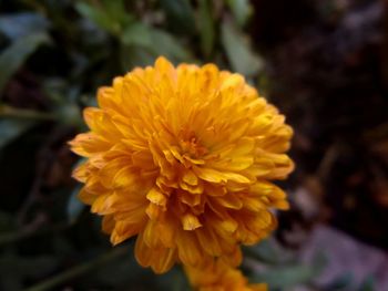 Close-up of yellow flower