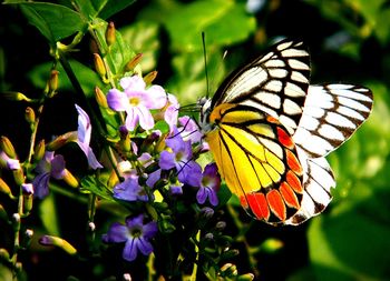 Close-up of butterfly on flower