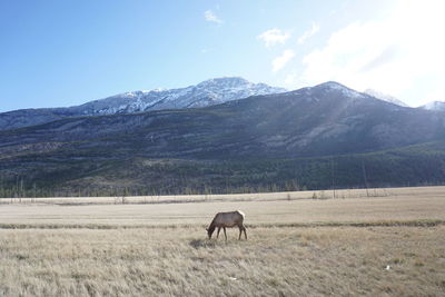 Horse grazing on field against mountains