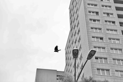 A raven flies past a new building