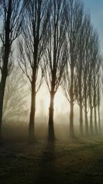 Bare trees on landscape