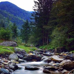 Scenic view of river flowing through forest