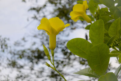 Close-up of yellow flowering plant