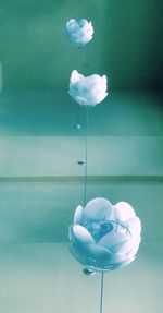 Close-up of white flowers