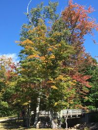 Low angle view of trees against sky during autumn