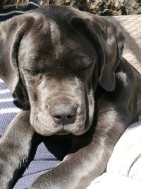 Close-up of dog sleeping