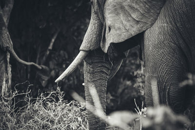 Close-up of elephants in forest