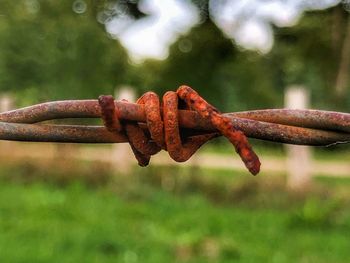 Close-up of rusty metal fence