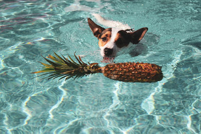 Jack russell terrier dog about to bite into a pineapple while swimming in an outdoor pool 