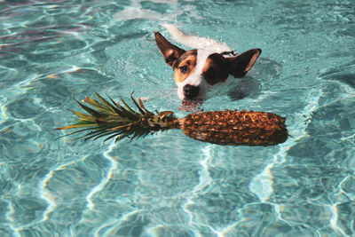 High angle view of dog swimming in pool