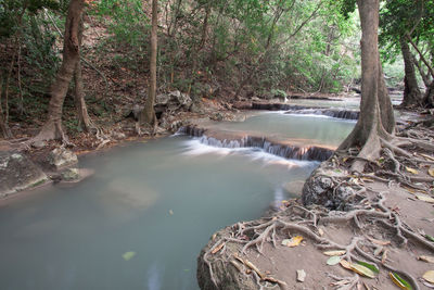 Scenic view of river amidst trees in forest