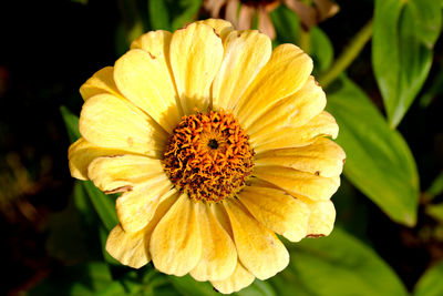 Close-up of yellow rose flower