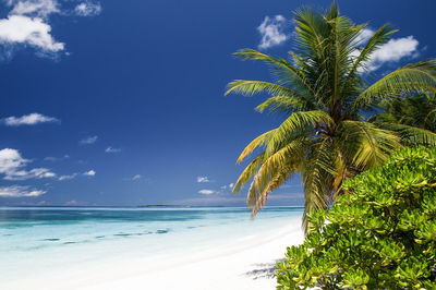 Tropical paradise beach with coconut palm trees