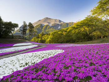 Purple flowering plants on field by mountains against clear sky