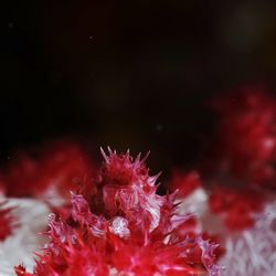 Close-up of red flowering plant in sea