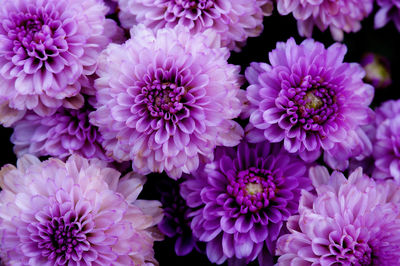 Close-up of pink dahlia flowers