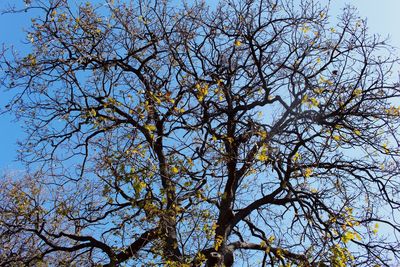 Low angle view of trees against sky