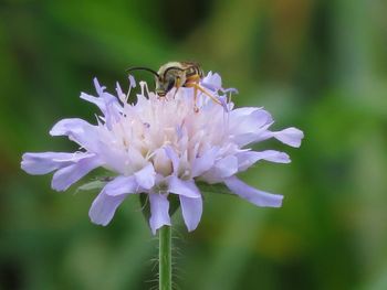 Close-up of insect pollinating on purple flower