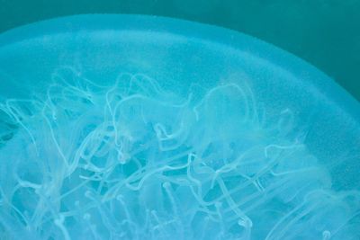 Underwater view of swimming pool