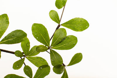 Close-up of leaves against white background