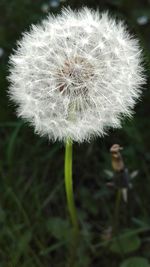 Close-up of dandelion