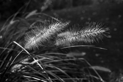 Close-up of dandelion