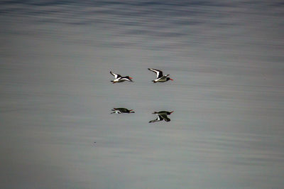 Bird flying over white background