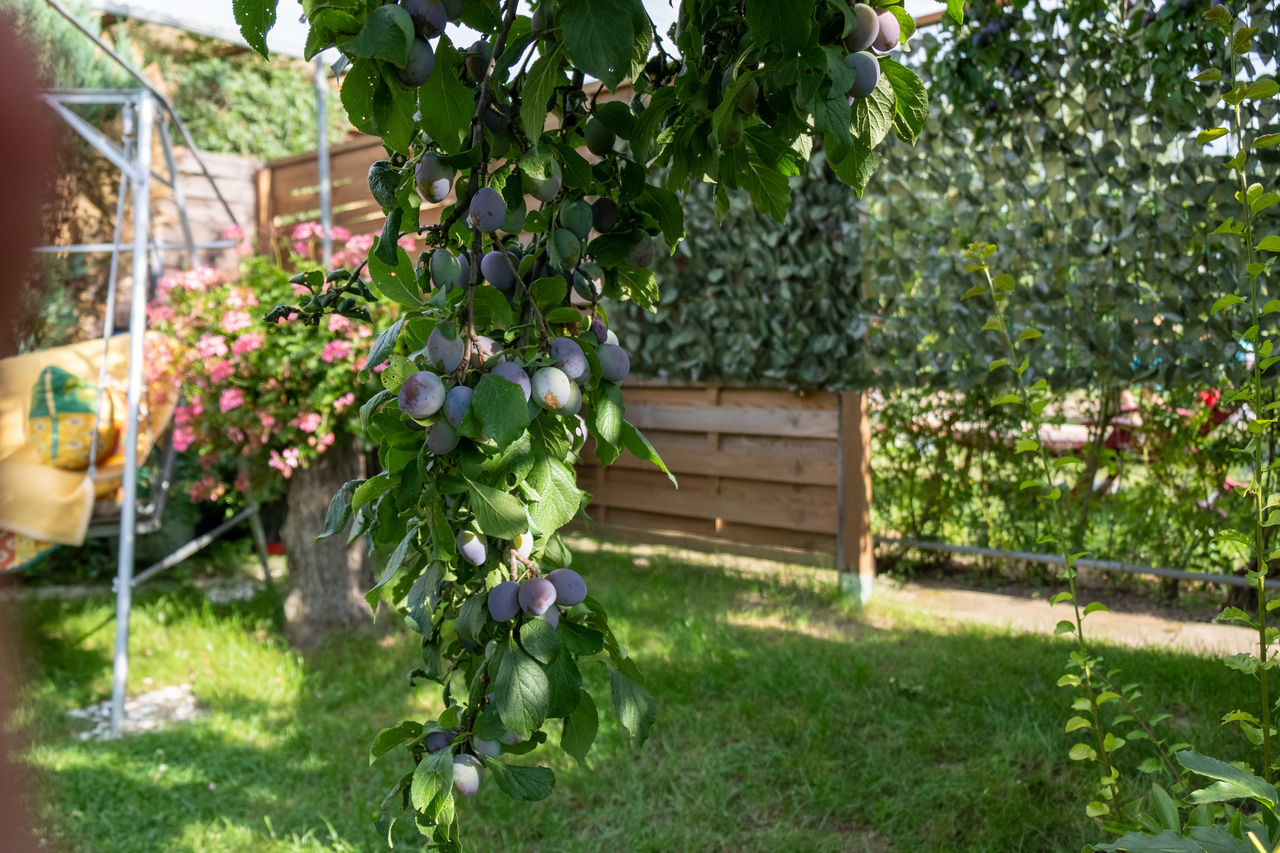 PLANTS GROWING IN BACKYARD