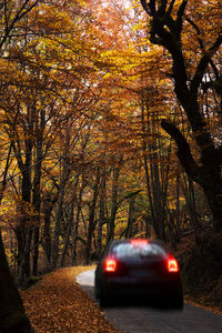 Car on road by trees during autumn