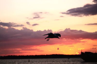 Silhouette bird flying against sky at sunset