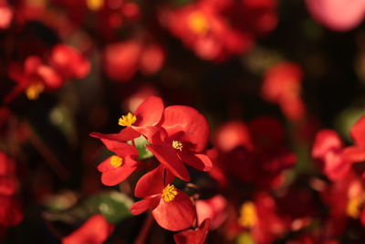 Close-up of pink flowering plant