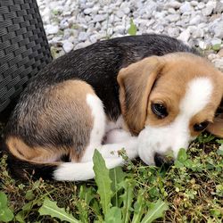 Close-up of a dog