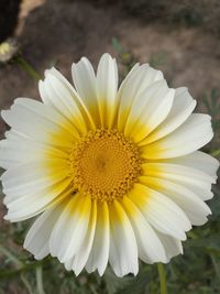 Close-up of white flower