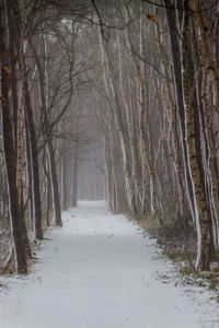 Road passing through forest