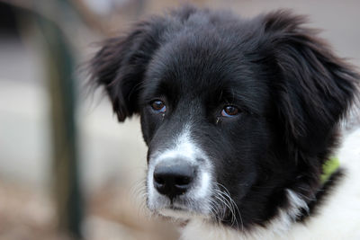 Close-up portrait of black dog