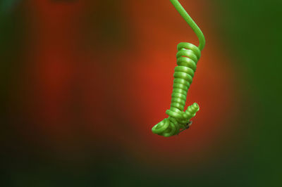 Close-up of insect on leaf