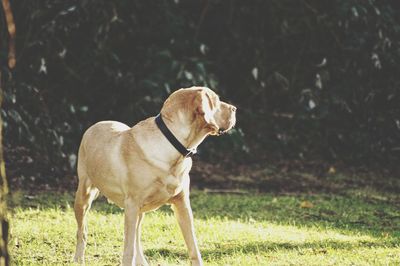 Dog on field