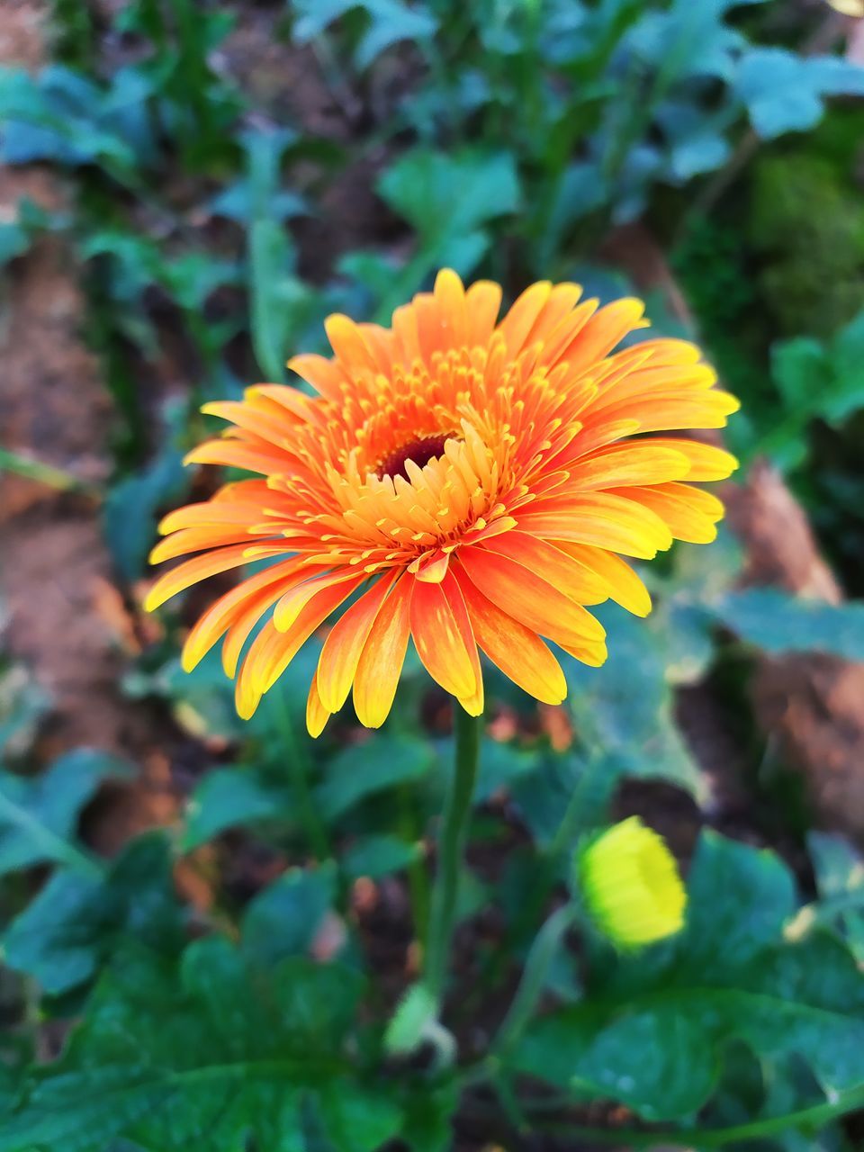 flowering plant, flower, plant, beauty in nature, freshness, yellow, flower head, nature, growth, petal, inflorescence, close-up, fragility, wildflower, macro photography, calendula, no people, focus on foreground, outdoors, plant part, leaf, botany, orange color, day, green, herb, multi colored, animal wildlife