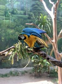 Bird perching on a tree