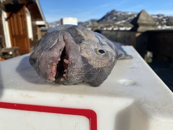 Wolf fish, with almost human teeth, caught our bait, this fish can easily bite off a finger