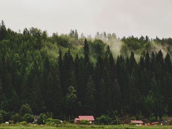 Trees on field against sky