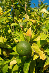 Close-up of fruits growing on tree