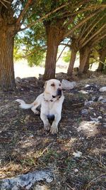 View of dog sitting on field