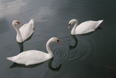 High angle view of swans swimming on lake